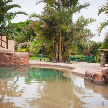 Swimming Pool View of Pool + Palm trees